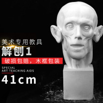 Unraving gypsum art teaching aids plaster head sculpture plaster sculpture sketch plaster head model