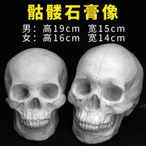 Skull plaster art teaching aids plaster Avatar sculpture plaster sculpture sketch plaster avatar model skull