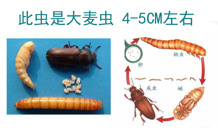 大麦虫活虫面包虫 龙鱼守宫刺猬蜘蛛蝎子蜈蚣仓鼠活体宠物龟饲料