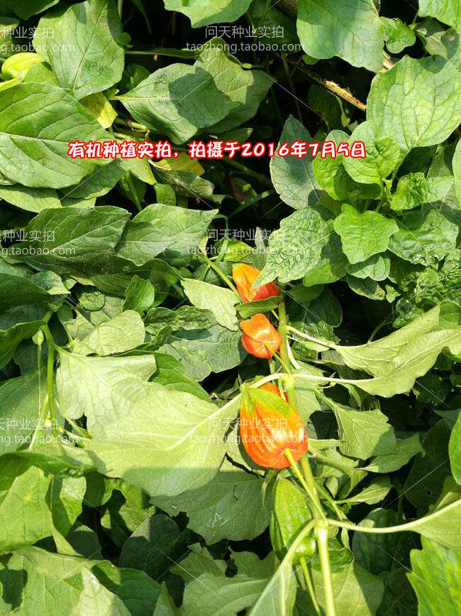 东北野生红皮山姑娘种子 红姑娘种子 水果红灯笼种子 酸甜可口