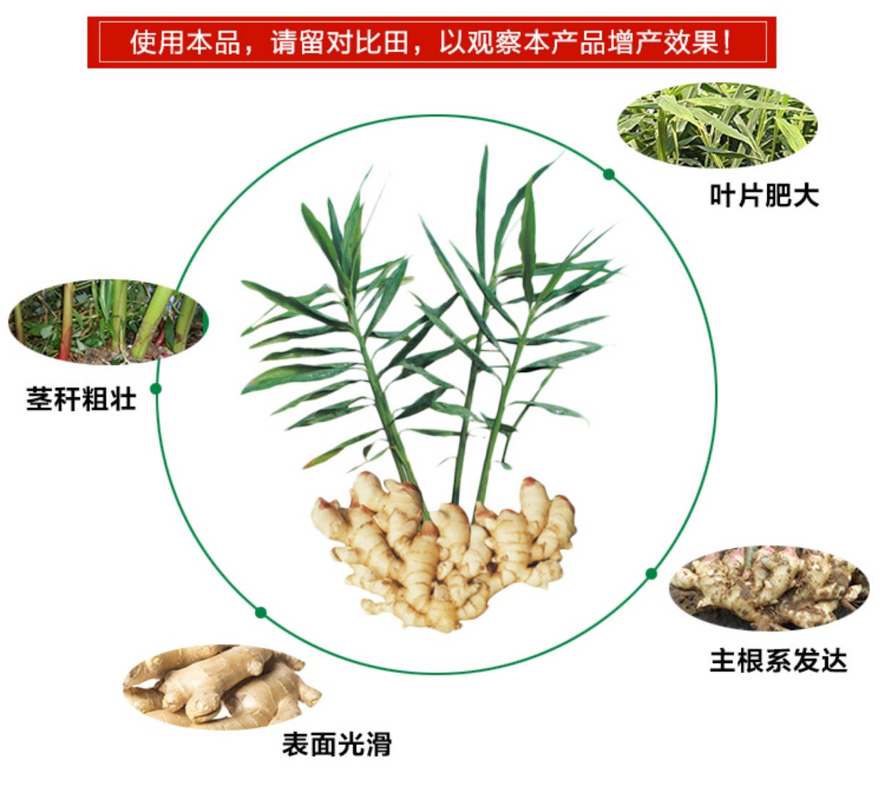 蓝堡旺增产专用膨大素 膨大剂 大姜 植物生长调节剂旺