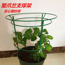New crab claw orchid bracket crab claw lotus bracket iron fixed grafting umbrella-shaped support height 50 cm assembled flower stand