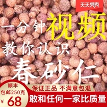 Authentic Yangchun spring sand kernel stomach nourishing Chinese herbal medicine Spring sand kernel spices sparkling wine specialty 250g half catty 100500g
