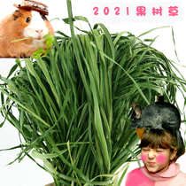 Huimeng 2021 new fruit tree grass 250g fresh rabbit grass grain Chinchow pig can replace the grass buy 2