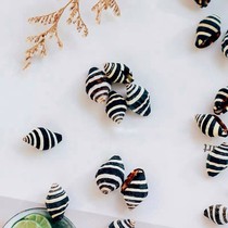 Small sea snail zebra snail 3 flower wheat snail E snail wing French snail floor fish tank wedding arrangement