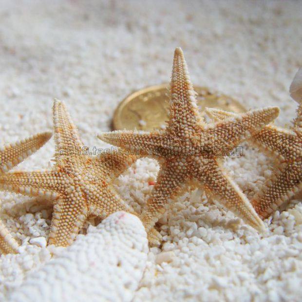 天然干海星标本 迷你/中号小海星贝壳海螺墙贴地台装饰 米色