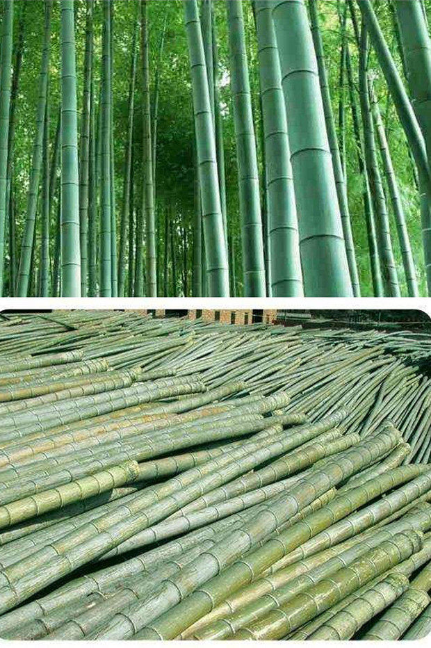 新鲜楠竹片制风筝鸟笼材料竹条diy手工模做竹制品毛竹定型包邮