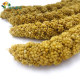 Bird parrot snacks yellow millet ears natural grain ear bird foods bird snacks bird food feed (ປະມານ 15-25 ຕ່ອນ)