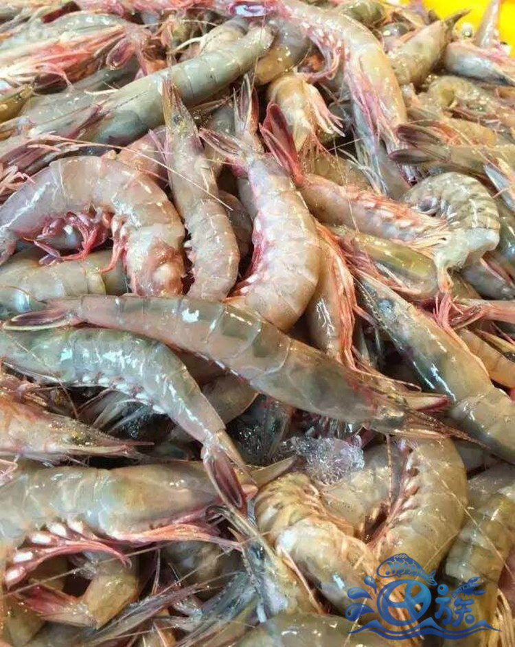 鲜活狗虾一斤 鲜活硬壳虾 新鲜狗虾 新鲜硬壳虾 厦门野生狗虾_双氙