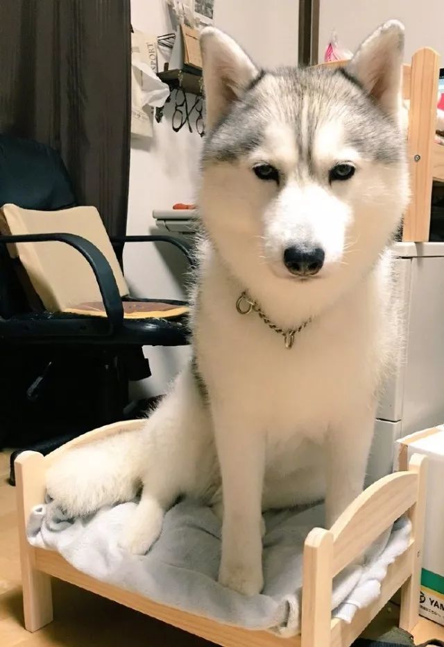 主人被二哈咬伤,但大家知道原因后都笑抽