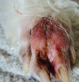 二. 狗狗为什麼会得趾间炎?