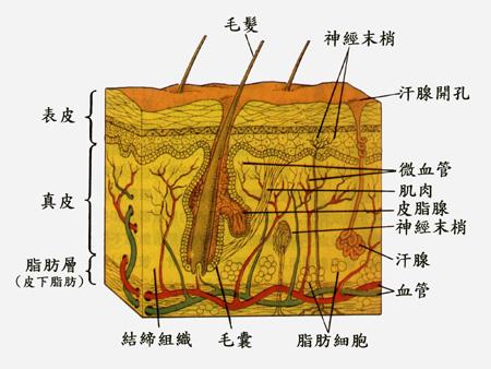 去角质搓的白泥是角质吗?去角质真有用吗