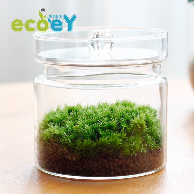 ECOEY 苔藓微景观生态瓶日式DIY植物创意绿植盆栽桌面微景观摆件产品展示图3