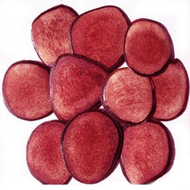 Jilin Sika Deer deer fluffy tablets free-range sika deer edible deer nourishing wine soup nutrition wax tablets blood tablets Northeast