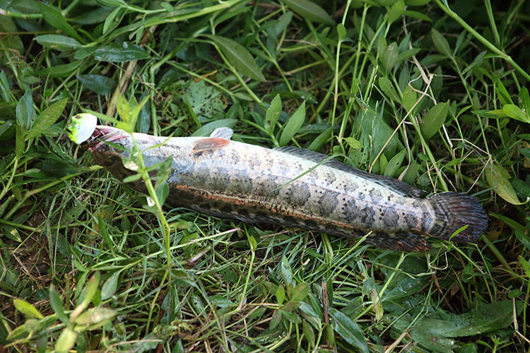 双钩雷蛙黑鱼专杀鱼饵新款改装远投黑鱼打黑仿生假饵路亚饵淡水钓