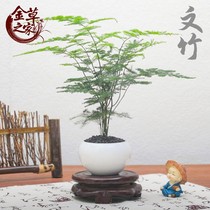 Green plant Bamboo Small Bonsai Indoor Potted Plant Good Foster Office Window Terrace Four-season Mini desktop creativity
