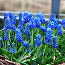 10 grape winnoons seed balls for many years raw with floral ball root Four Seasons Balcony Potted for cold-resistant seed Tulip