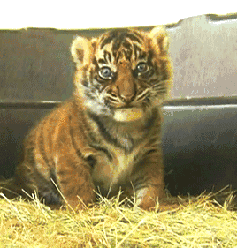 你这么胖我一定是遇到了假老虎