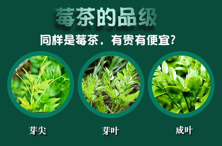 神秘湘西永顺莓茶广告图片