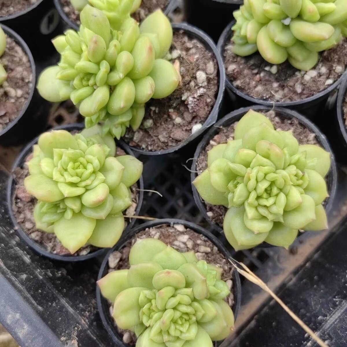 新品韩版苹果花多肉植物精品控养一物一拍涵涵肉多多