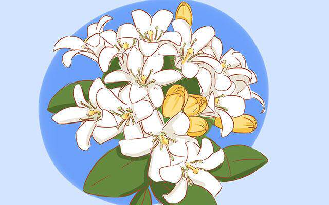 夜来香: 夜来香散发的香味会让所有人感觉到特别不舒服,它会在夜间