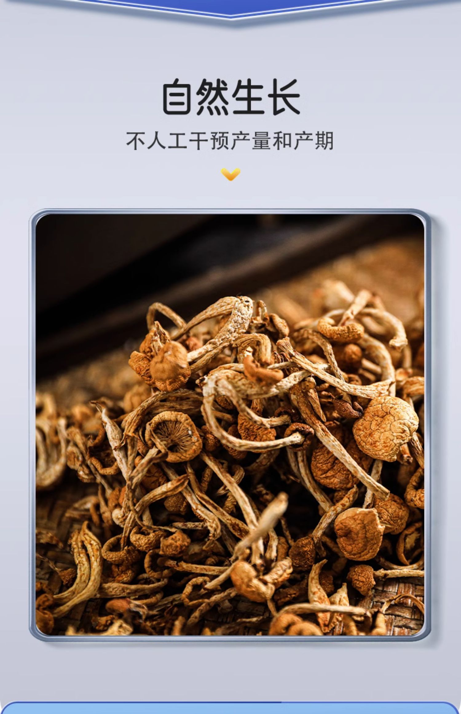 樟子松有机滑子菇菌蘑类东北小黄干货一山珍土特产级大兴安岭100g