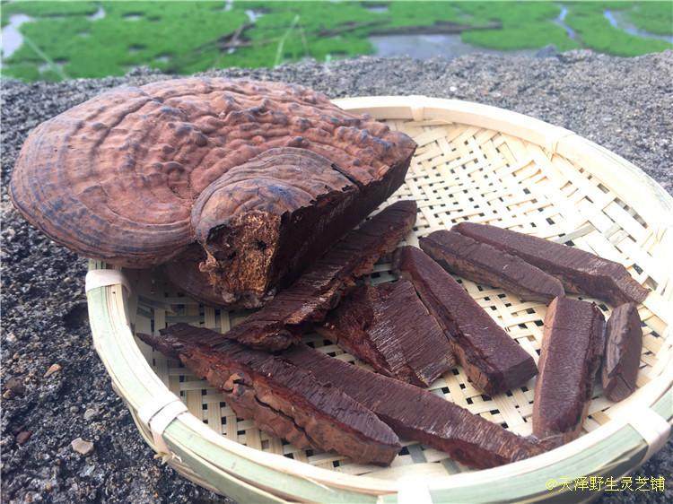 野生平盖灵芝(樟树树舌)