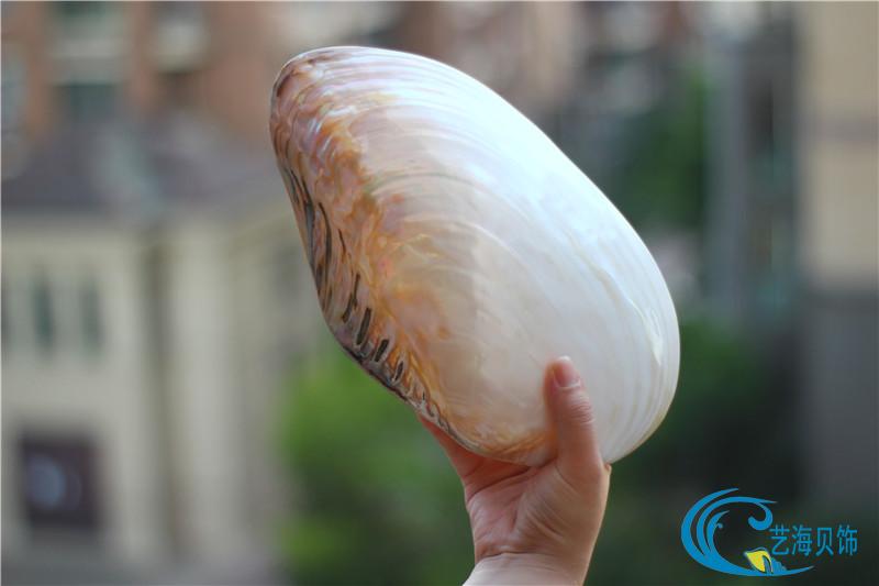天然超大海螺贝壳珊瑚双面珍珠蚌海蚌 家居创意收藏摆件礼品