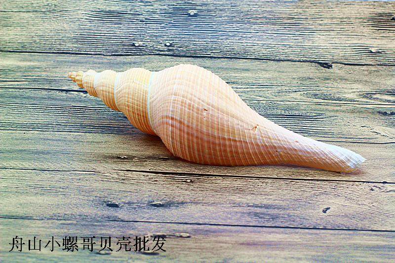 包邮天然海螺贝壳澳洲长香螺大法螺密宗法器道士号角家居摆件