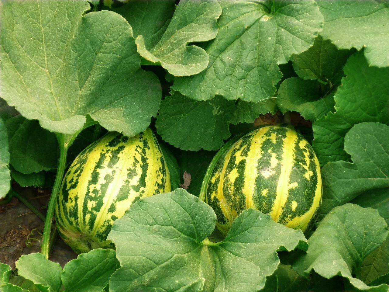 大连瓦房店花姑娘香瓜甜瓜东北香瓜