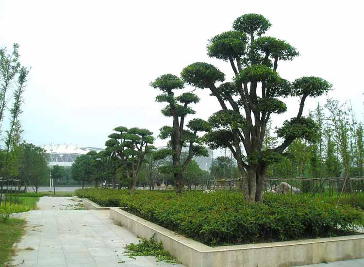 橡子树苗东北野生橡树柞树苗蒙古栎庭院绿化植物乔木造型树木