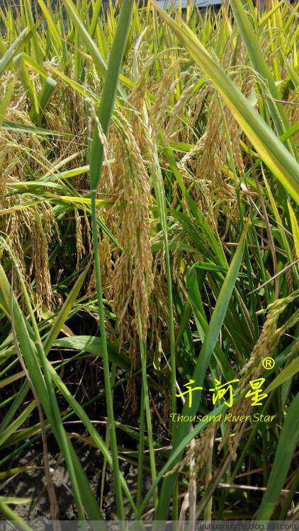 超优千号1000水稻谷种子超级杂交稻亩产吨粮袁隆平世界纪录优质米