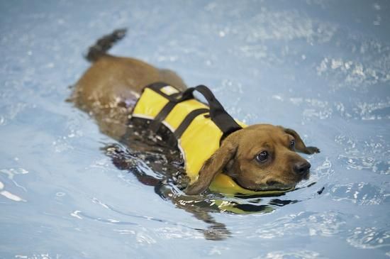 爱打扮(www.idaban.cn)，狗狗游泳好处多，你get到标准姿势了吗26
