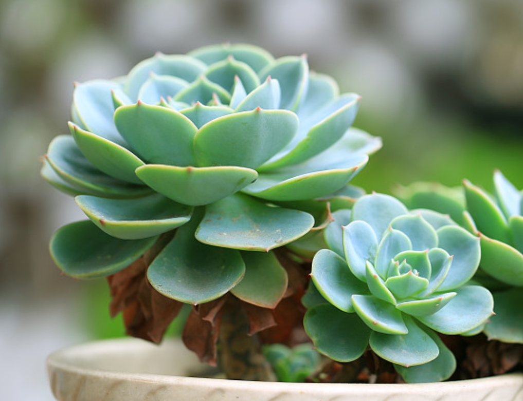 多肉植物在冬季应该怎样浇水？27