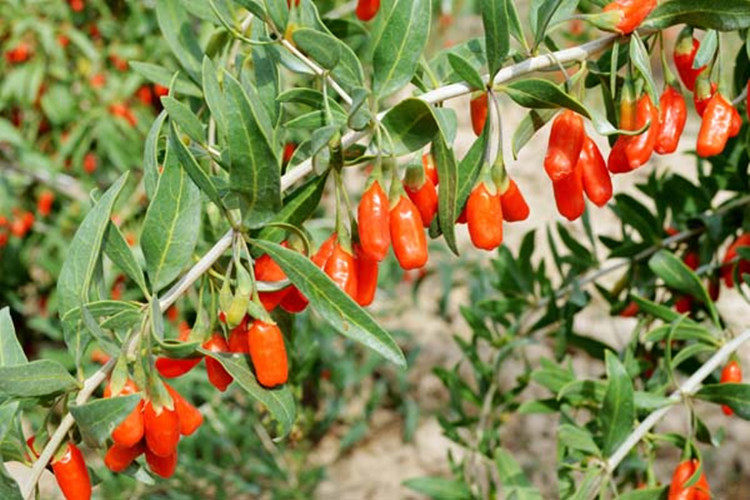新鲜现挖野生枸杞根 地骨皮 红榴根 枸杞子根皮 枸杞子茶500g包邮