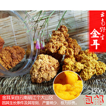 Yunnan Lijiang natural gold ear 150g yellow fungus white fungus brain ear can be paired with saponin rice peach gum snow swallow