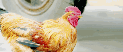 400_170gif 动态图 动图