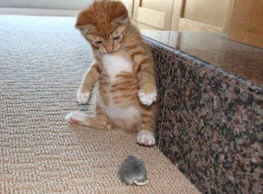 第18话关于猫的10个奇妙真相