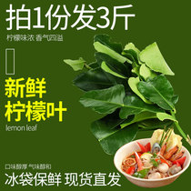 * Fresh lemon leaves with branches 500g Fresh lemon leaves Mauri Orange Leaves Lime Leaves Lime leaves