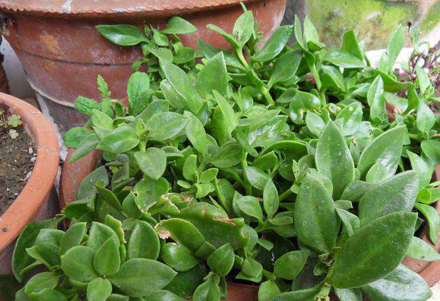 穿心莲种子费菜种苗特菜田七种子三七种子穿心莲种苗费菜种子