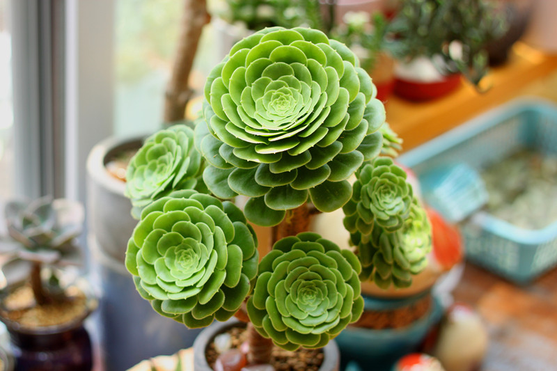 玉龙观音-多肉植物成长手册-趣美搭