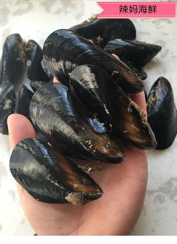 丹东特产顺丰包邮新鲜活天然野生海虹淡菜贻贝青口特级 海鲜水产