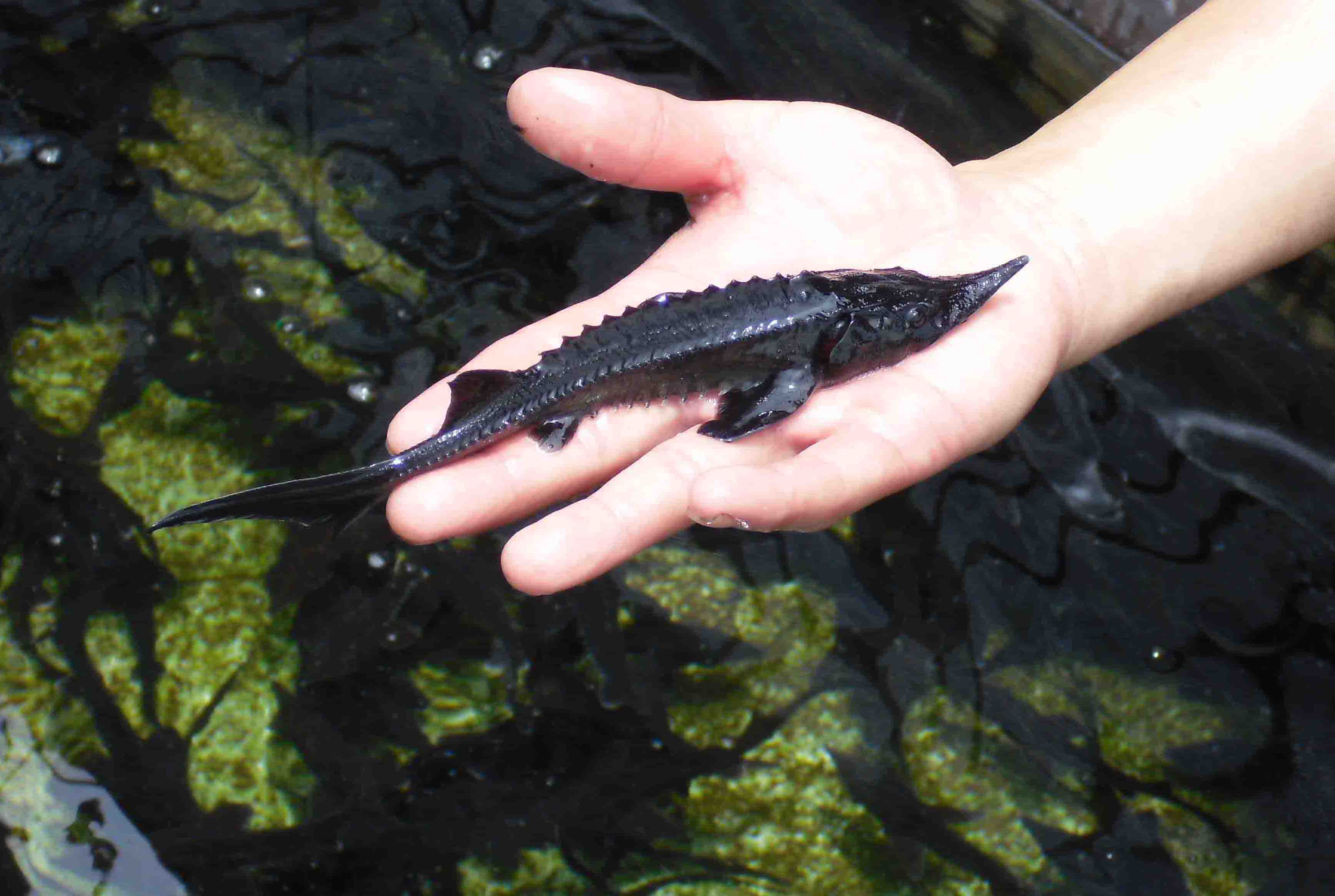 把握鱼讯 上鱼太轻松