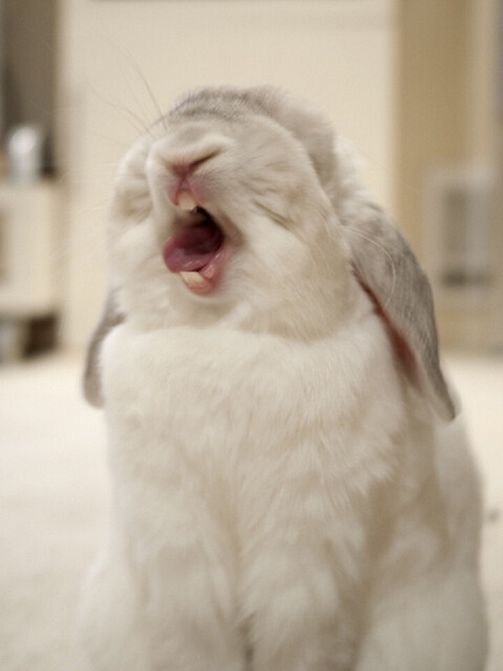 性格温顺外形可爱荷兰垂耳兔