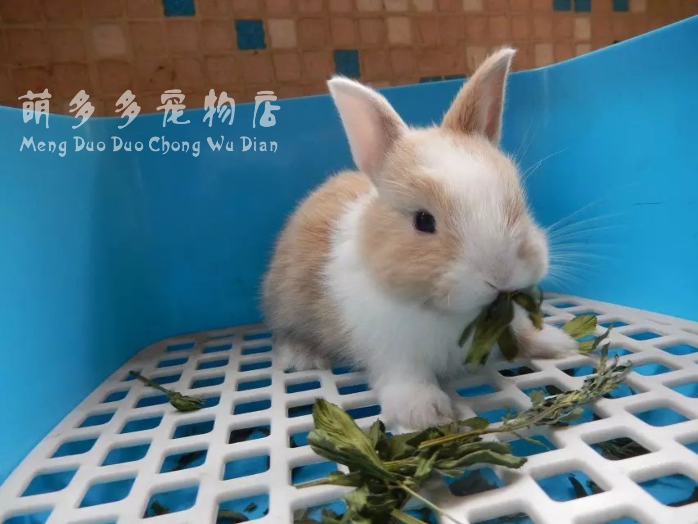 宠物兔活体侏儒兔迷你小型凤眼海棠猫猫兔垂耳兔道奇茶杯兔长不大