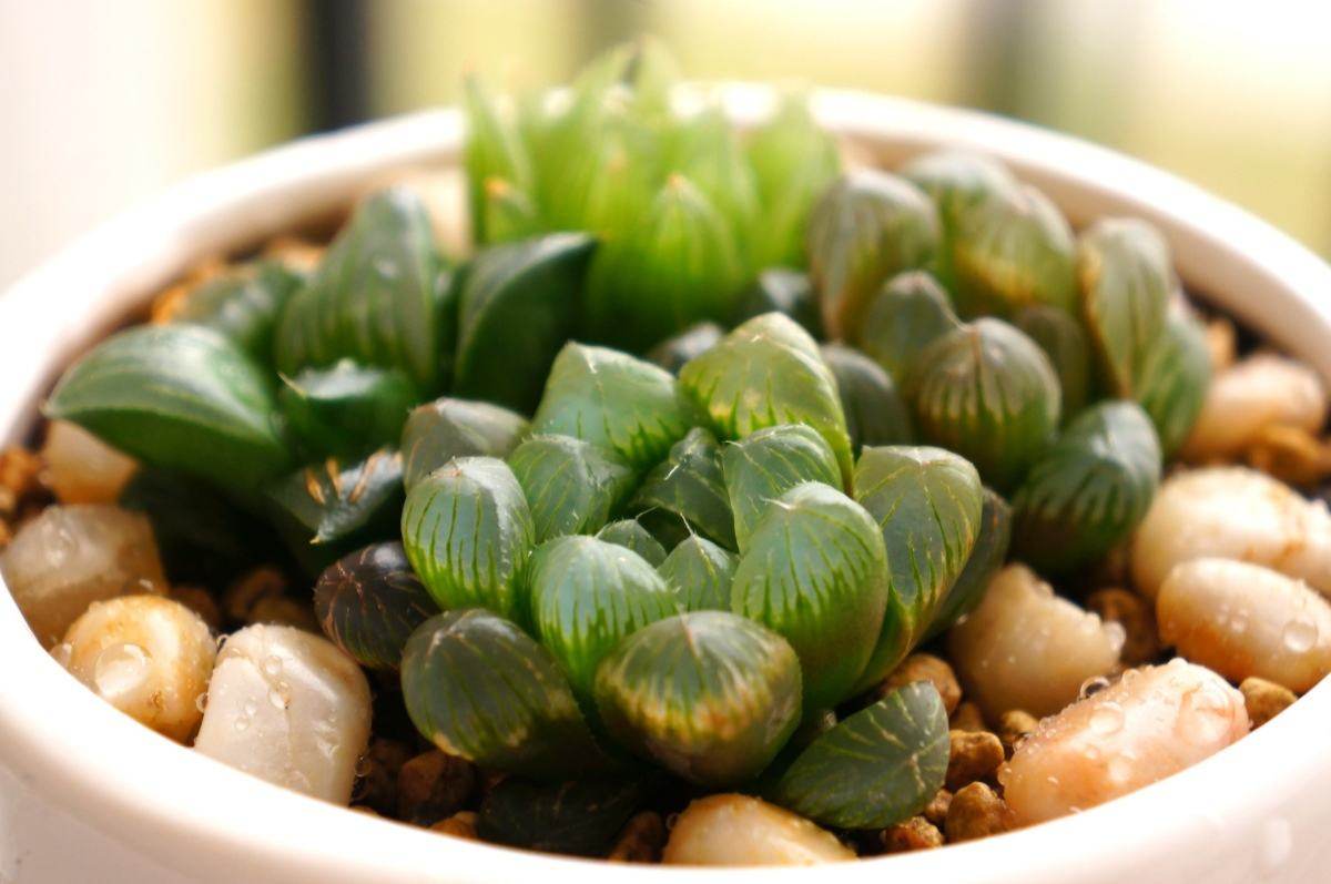 多肉|浓阳正绿 玉露的养殖方法-趣美搭