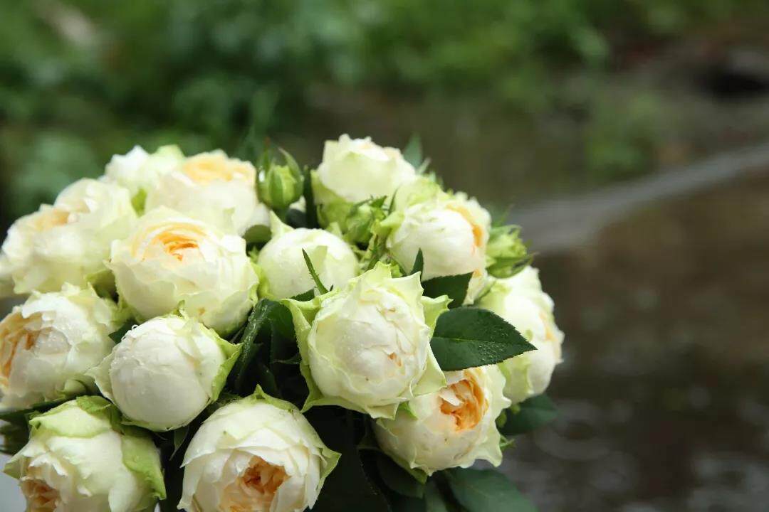 特惠| 女神节,天狼月季特设女神周