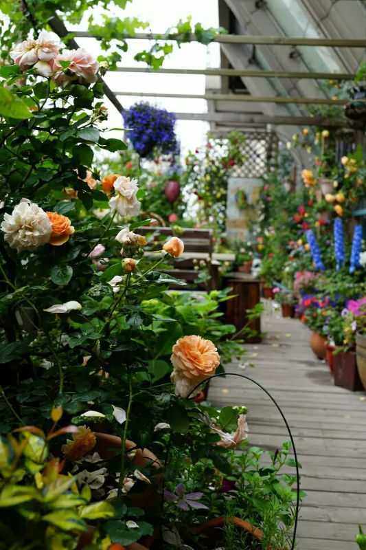 露台| 月光香榭的花之旋律(三)