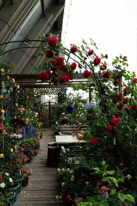 露台| 月光香榭的花之旋律(三)