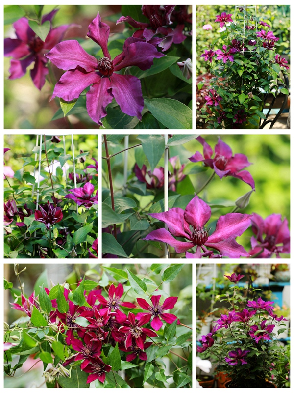 铁线莲 | 分组种植及修剪方式(六)